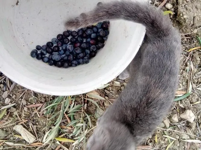 Grassetti 农家乐 蒙泰焦尔达诺