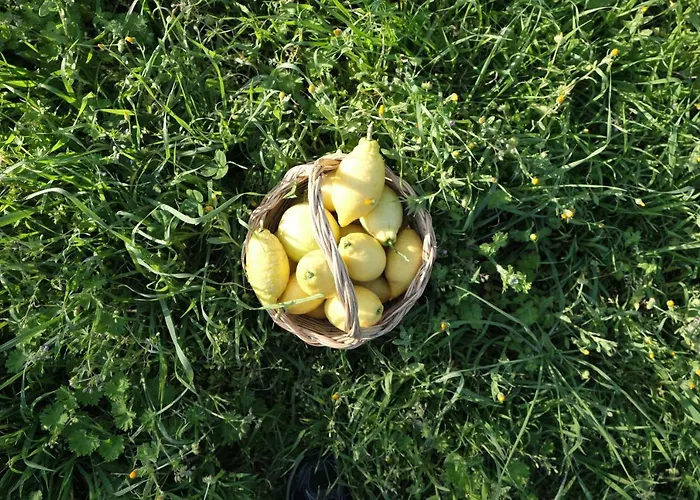 农家乐 Grassetti *